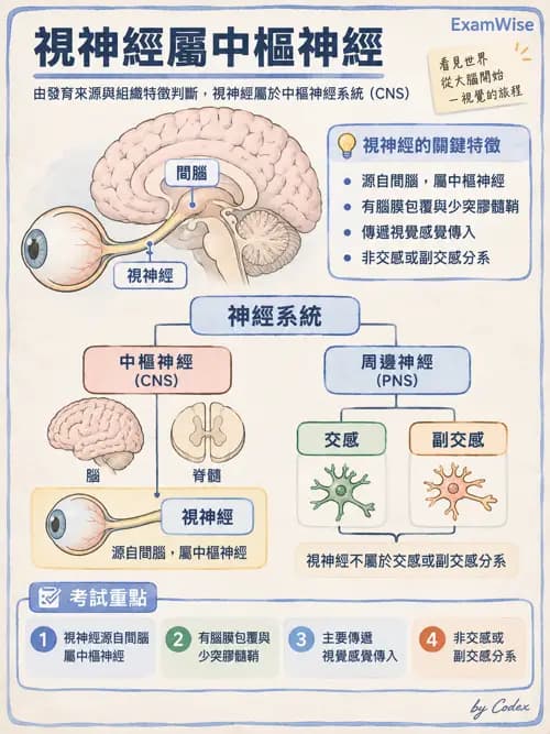 職治 - 基本組織、神經組織與發生學 - AI 圖文解析預覽