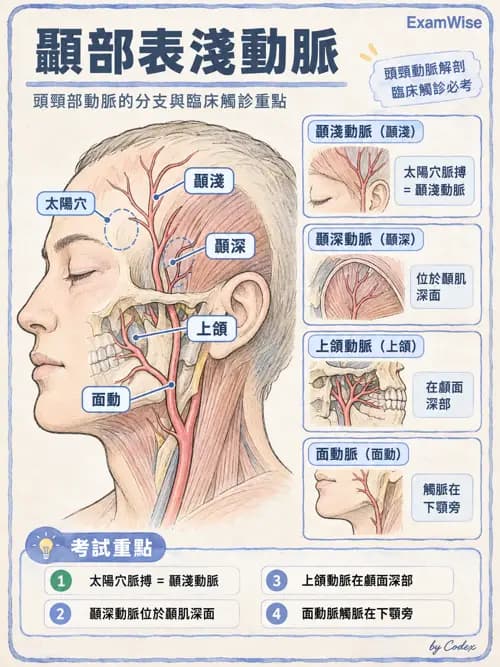 職治 - 心肺與血管解剖 - AI 圖文解析預覽