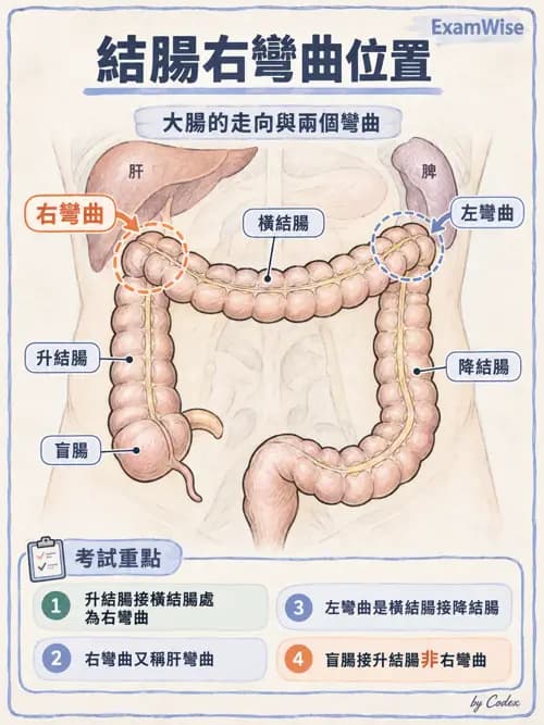 職治 - 內臟系統解剖 - AI 圖文解析預覽