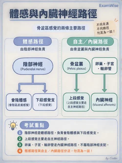 職治 - 脊神經與神經叢 - AI 圖文解析預覽