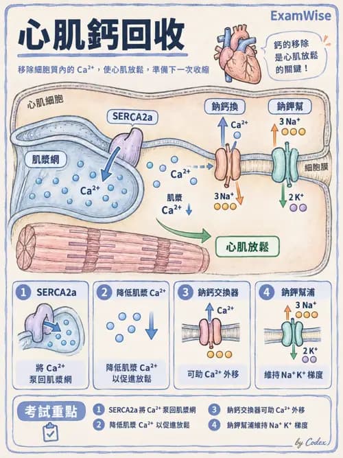 職治 - 心血管、血液與免疫生理 - AI 圖文解析預覽