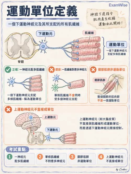 職治 - 肌肉與骨骼生理 - AI 圖文解析預覽