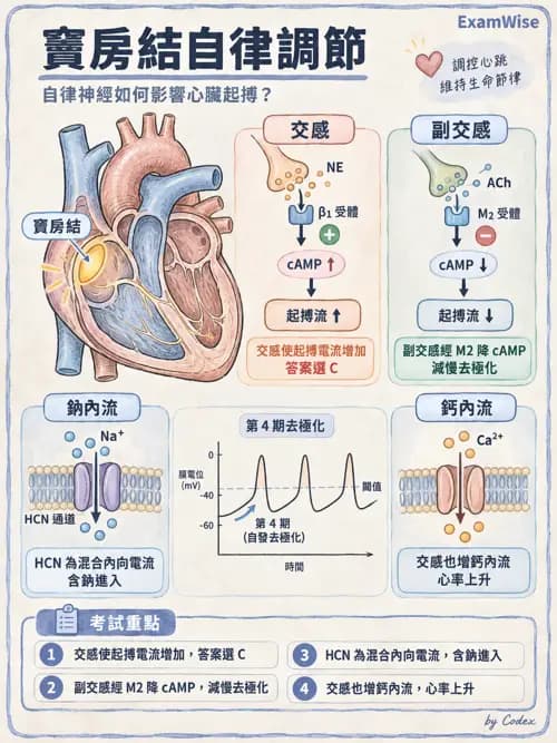 職治 - 心血管、血液與免疫生理 - AI 圖文解析預覽