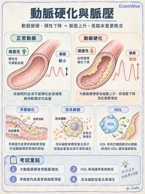 職治 - 心血管、血液與免疫生理 - AI 圖文解析預覽