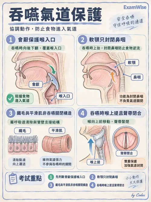 職治 - 消化與代謝生理 - AI 圖文解析預覽