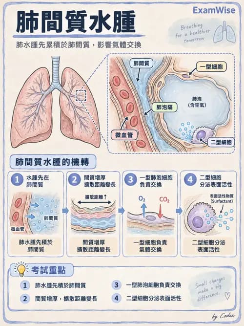 職治 - 呼吸生理 - AI 圖文解析預覽