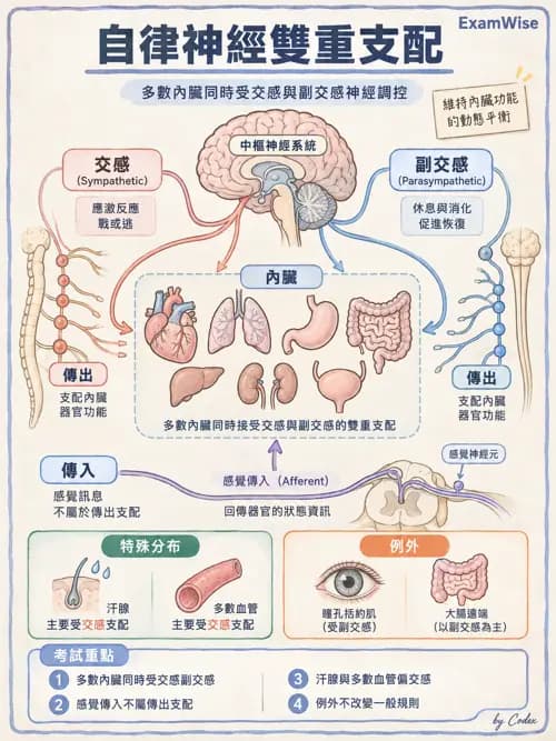 職治 - 神經元與自主神經生理 - AI 圖文解析預覽