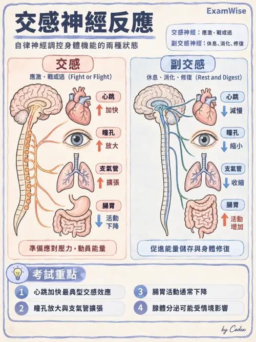 職治 - 神經元與自主神經生理 - AI 圖文解析預覽