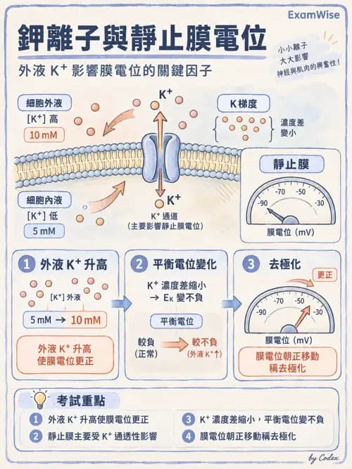 職治 - 細胞與膜生理 - AI 圖文解析預覽