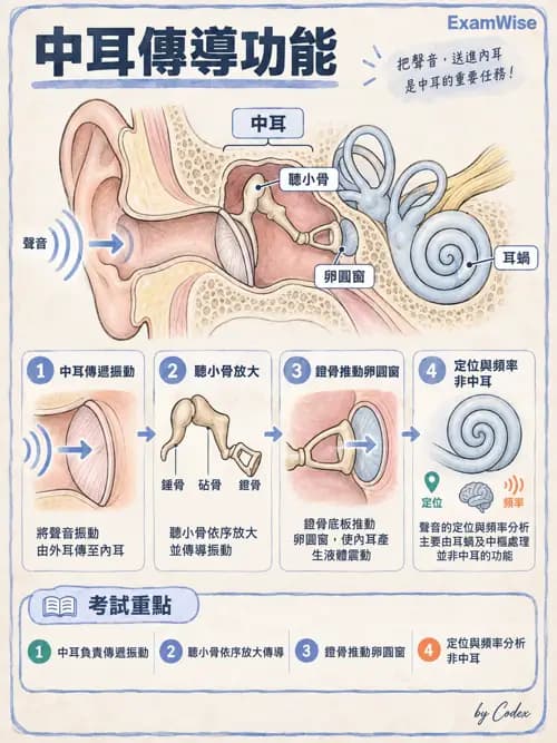 職治 - 感覺生理 - AI 圖文解析預覽