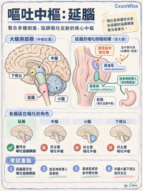 職治 - 神經整合與高級腦功能 - AI 圖文解析預覽