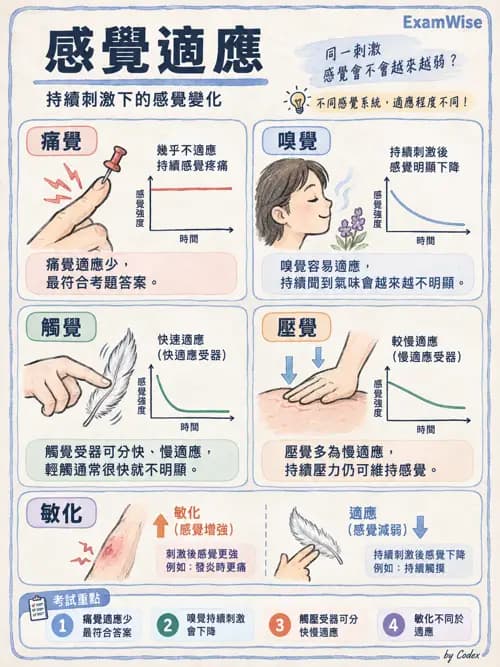 職治 - 感覺生理 - AI 圖文解析預覽