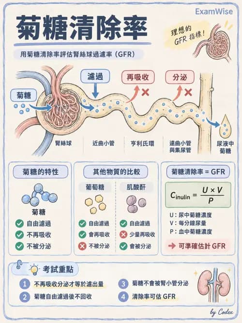職治 - 腎臟、體液與酸鹼生理 - AI 圖文解析預覽