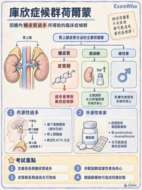 職治 - 內分泌與生殖生理 - AI 圖文解析預覽