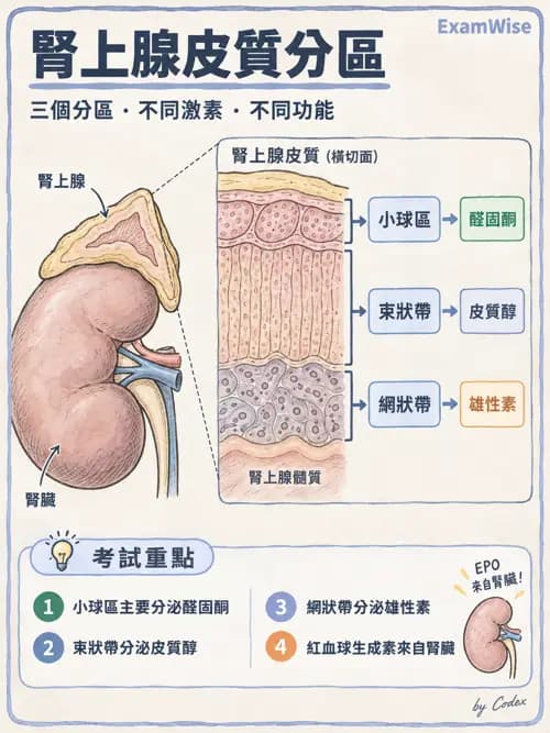 職治 - 內分泌與生殖生理 - AI 圖文解析預覽