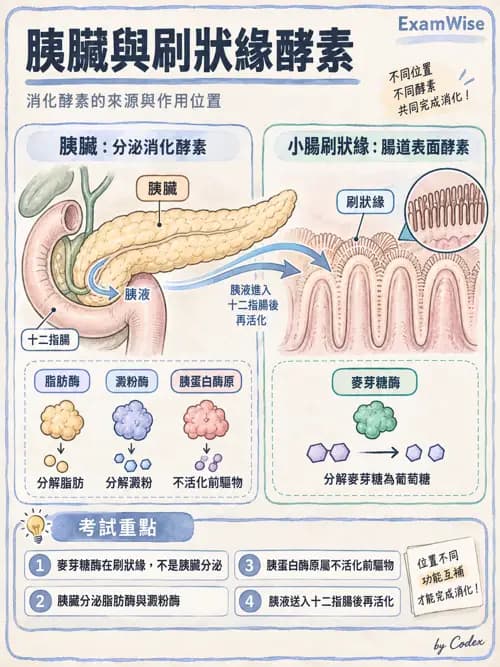職治 - 消化與代謝生理 - AI 圖文解析預覽