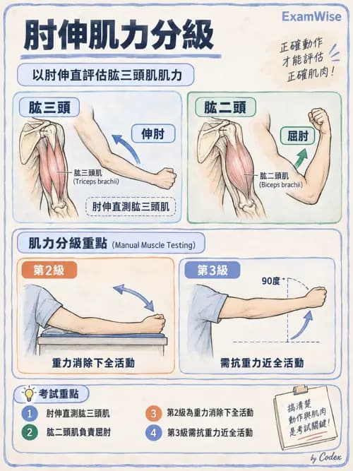 職治 - 動作功能與生物力學 - AI 圖文解析預覽