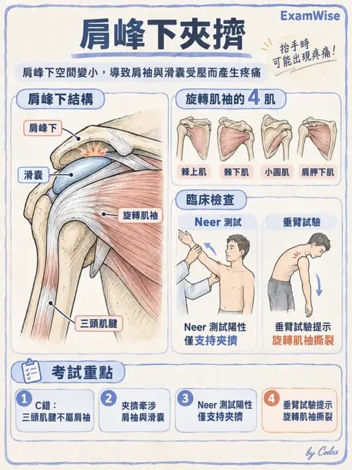 職治 - 骨科與風濕疾病 - AI 圖文解析預覽