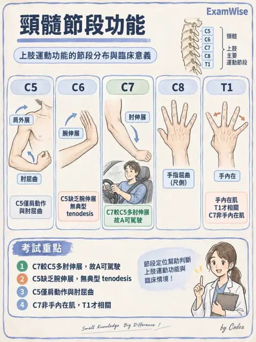 職治 - 脊髓損傷 - AI 圖文解析預覽