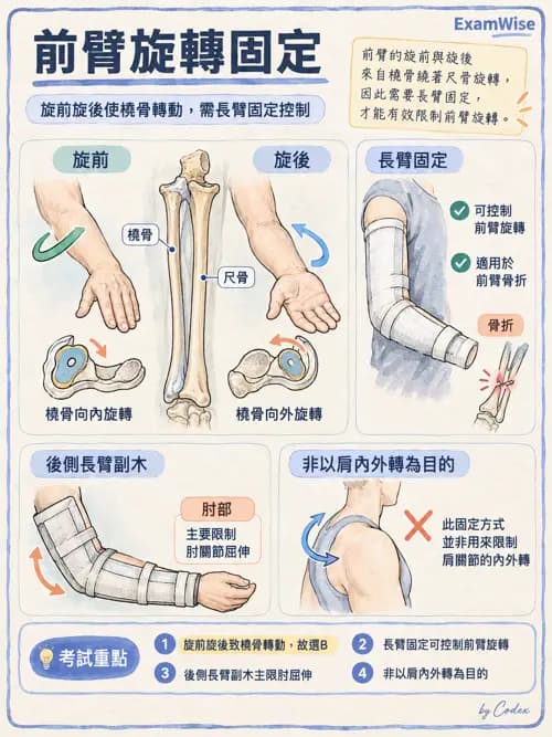 職治 - 副木與裝具 - AI 圖文解析預覽