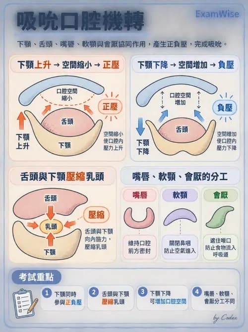 職治 - 進食、口腔動作與吞嚥 - AI 圖文解析預覽