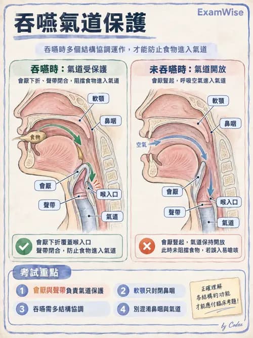 職治 - 進食、口腔動作與吞嚥 - AI 圖文解析預覽