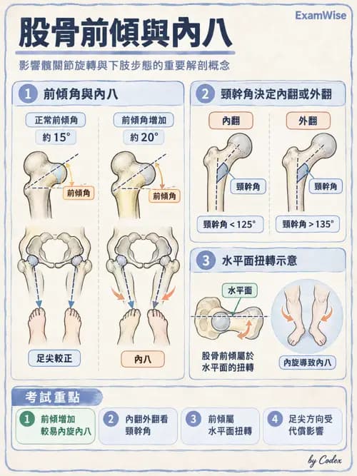 職治 - 脊椎、下肢與姿勢控制 - AI 圖文解析預覽