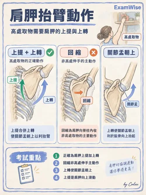 職治 - 肌動學原理與上肢 - AI 圖文解析預覽