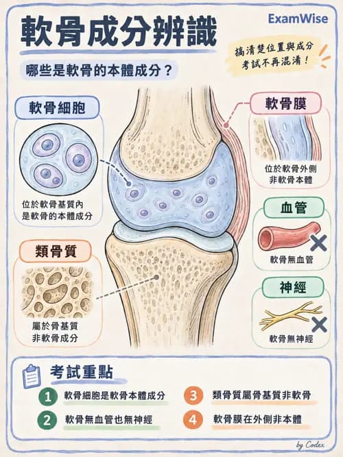 職治 - 頭頸與軀幹肌肉骨骼 - AI 圖文解析預覽
