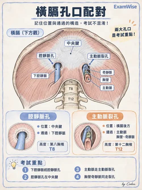 職治 - 頭頸與軀幹肌肉骨骼 - AI 圖文解析預覽