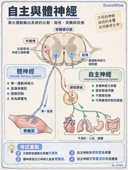職治 - 腦神經與自主神經解剖 - AI 圖文解析預覽