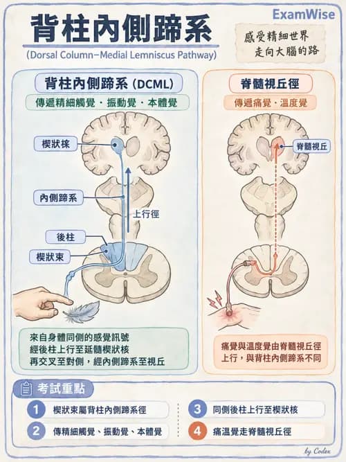 職治 - 中樞神經解剖 - AI 圖文解析預覽