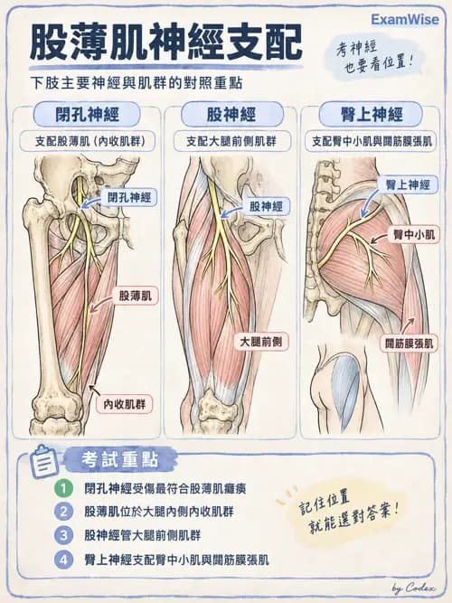 職治 - 脊神經與神經叢 - AI 圖文解析預覽