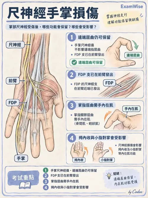 職治 - 脊神經與神經叢 - AI 圖文解析預覽