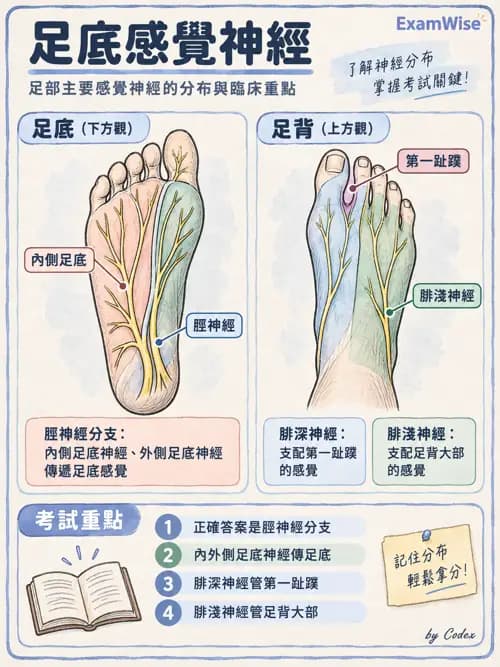 職治 - 脊神經與神經叢 - AI 圖文解析預覽
