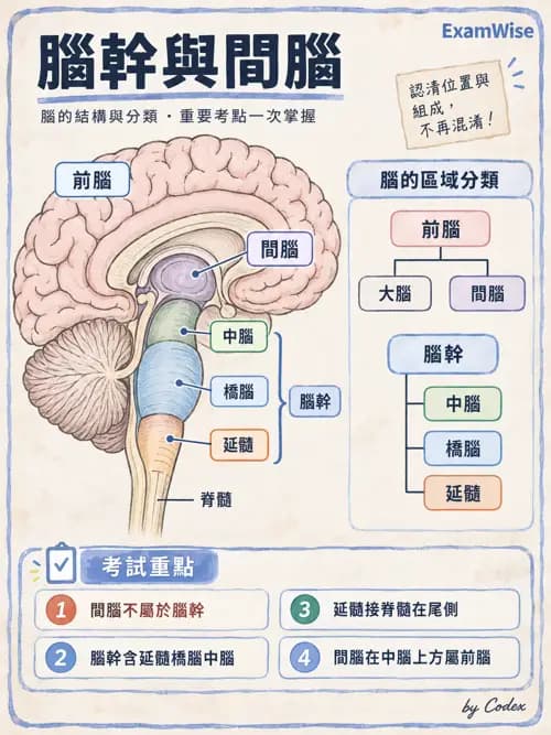 職治 - 中樞神經解剖 - AI 圖文解析預覽
