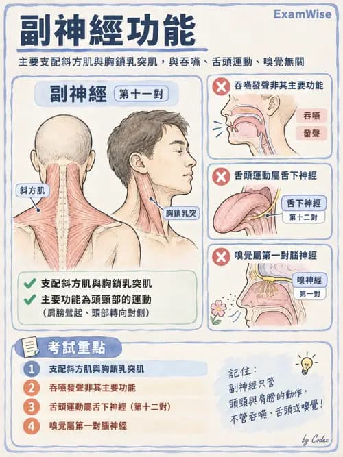 職治 - 腦神經與自主神經解剖 - AI 圖文解析預覽