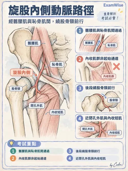 職治 - 心肺與血管解剖 - AI 圖文解析預覽
