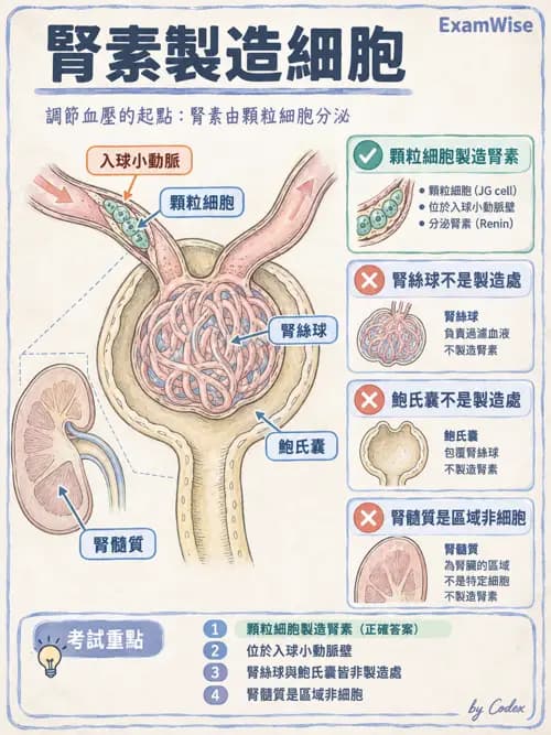 職治 - 內臟系統解剖 - AI 圖文解析預覽