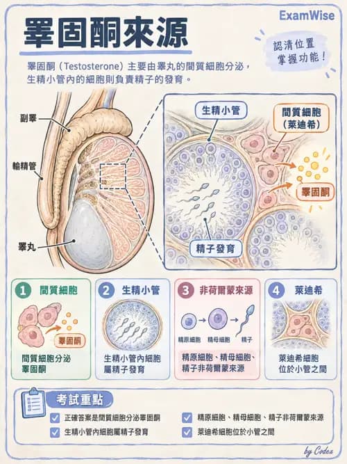 職治 - 內臟系統解剖 - AI 圖文解析預覽