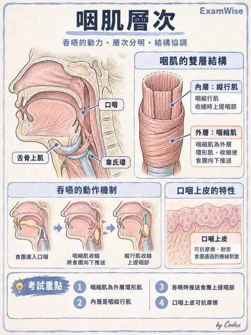 職治 - 心肺與血管解剖 - AI 圖文解析預覽