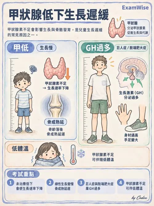 職治 - 內分泌與生殖生理 - AI 圖文解析預覽