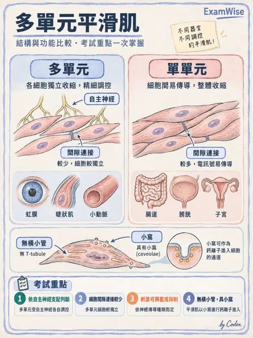 職治 - 肌肉與骨骼生理 - AI 圖文解析預覽