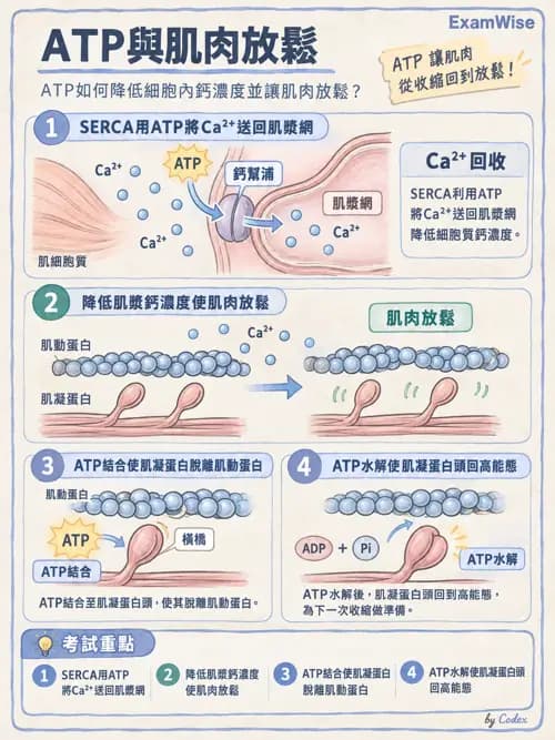 職治 - 肌肉與骨骼生理 - AI 圖文解析預覽