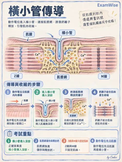 職治 - 肌肉與骨骼生理 - AI 圖文解析預覽