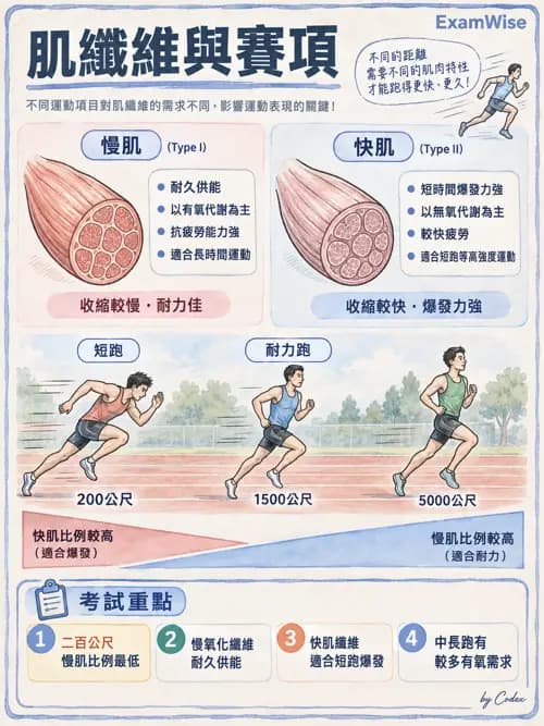 職治 - 肌肉與骨骼生理 - AI 圖文解析預覽