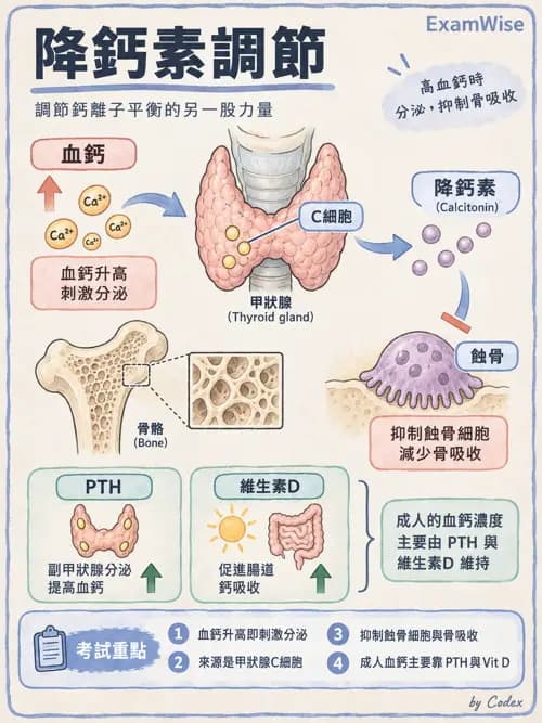 職治 - 內分泌與生殖生理 - AI 圖文解析預覽