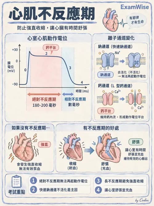職治 - 心血管、血液與免疫生理 - AI 圖文解析預覽