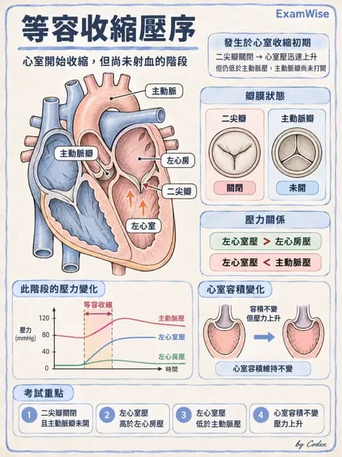 職治 - 心血管、血液與免疫生理 - AI 圖文解析預覽