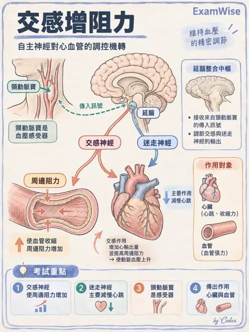 職治 - 心血管、血液與免疫生理 - AI 圖文解析預覽